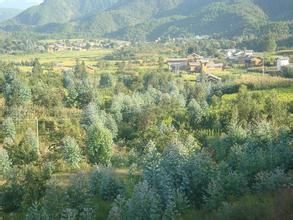 肖家坪自然村 肖家坪自然村