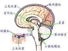 顯性脊柱裂 顯性脊柱裂