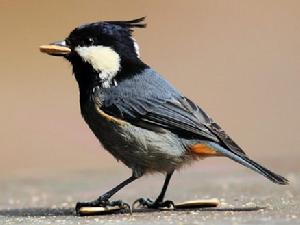 黑冠山雀 黑冠山雀