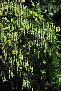 中國旌節花 中國旌節花