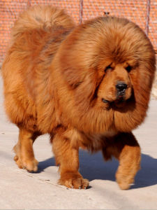 北京金色獒園 北京金色獒園