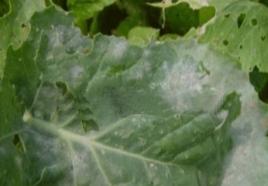 白菜類白粉病 白菜類白粉病
