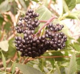 三出蘡薁 三出蘡薁