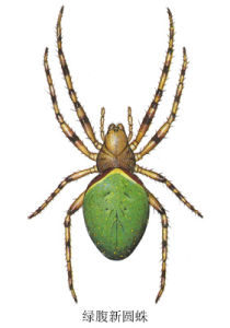 綠腹新園蛛 綠腹新園蛛