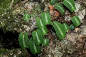 迭葉樓梯草 迭葉樓梯草