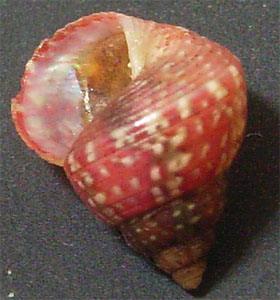 紅玫瑰鐘螺 紅玫瑰鐘螺