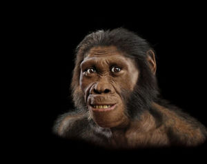 開普猿人 開普猿人