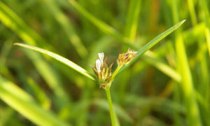 松葉耳草 松葉耳草