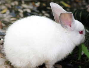 中國白兔