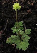 五福花屬 五福花屬