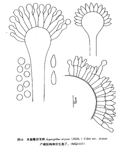 米麴黴原變種 米麴黴原變種