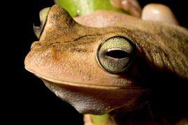 綠眼睛青蛙 綠眼睛青蛙