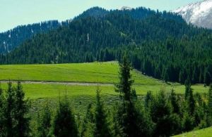 佛山森林公園 佛山森林公園