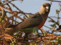 橘胸紅腹鸚鵡 橘胸紅腹鸚鵡