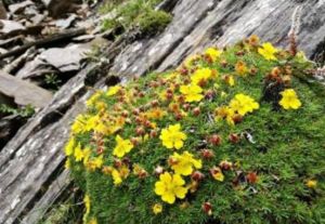 毛果委陵菜（原變種）