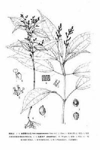 魚眼果冷水花 魚眼果冷水花