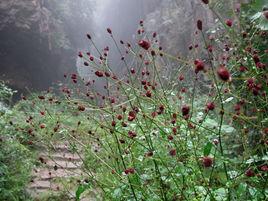 霧裡的小花 霧裡的小花