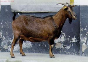 黃甲麻羊 黃甲麻羊