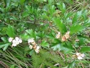疏毛中甸烏頭 疏毛中甸烏頭
