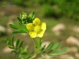 二裂委陵菜 二裂委陵菜