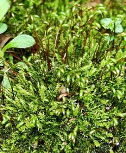 扭葉牛毛蘚 扭葉牛毛蘚