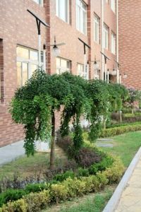 青島虎山路國小 青島虎山路國小