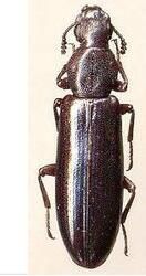 盤胸甲科 盤胸甲科