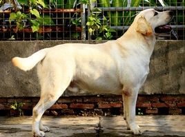 純種拉布拉多犬