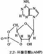 環狀末端核苷酸 環狀末端核苷酸