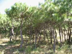 高羅溪自然村 高羅溪自然村