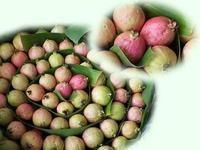 胭脂紅(變型) 胭脂紅(變型)