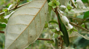 大花胡頹子 大花胡頹子