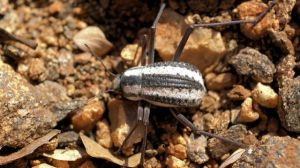 自我填充式水瓶的設計源於甲殼蟲空中汲水