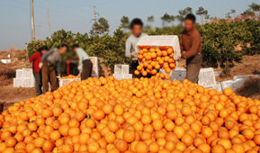 贛南臍橙批發網 贛南臍橙批發網