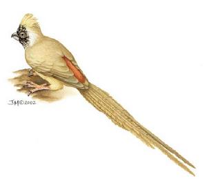 紅背鼠鳥 紅背鼠鳥