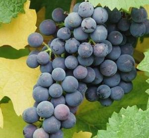貝達葡萄 貝達葡萄