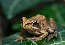 中國林蛙 中國林蛙