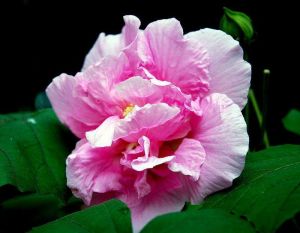 豹子眼睛花治療瘡癤