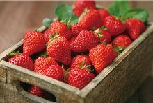 昌平第七屆國際草莓節