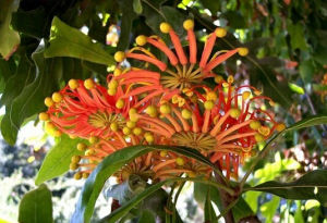 山龍眼科 山龍眼科