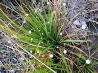 四國谷精草 四國谷精草