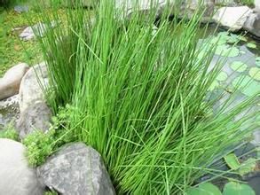 野燈心草 野燈心草