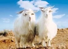 內蒙古山羊 內蒙古山羊