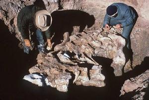 （圖）澳大利亞哺乳動物化石遺址