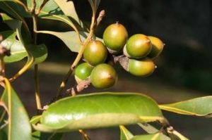 平頭石櫟 平頭石櫟