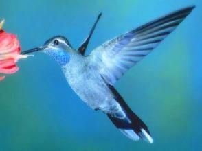 藍喉寶石蜂鳥 藍喉寶石蜂鳥