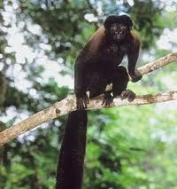 紅背叢尾猴 紅背叢尾猴