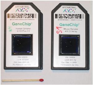 左側為人類基因組晶片 右側為鼠基因組晶片