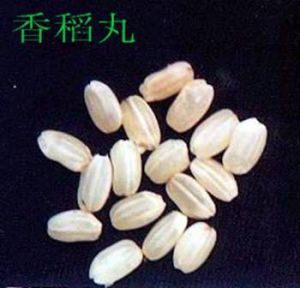 香稻丸