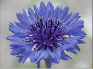 （圖）香矢車菊